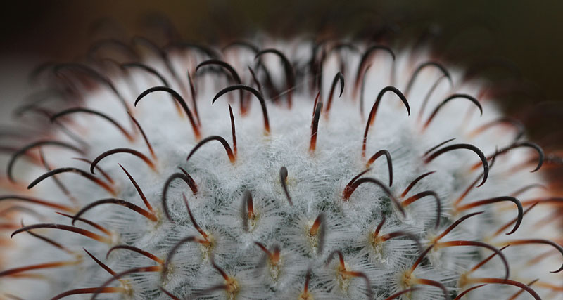 Mammillaria perezdelarosae